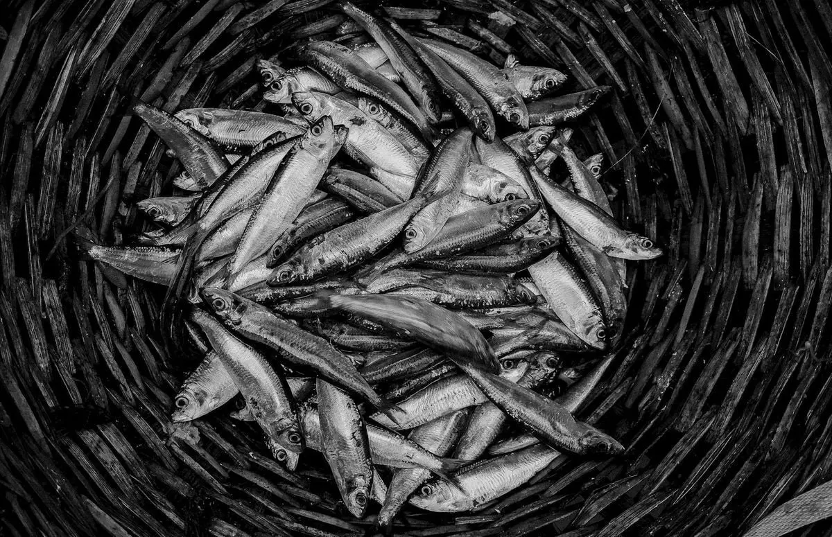Monochrome image of a basket filled with freshly caught small fish.