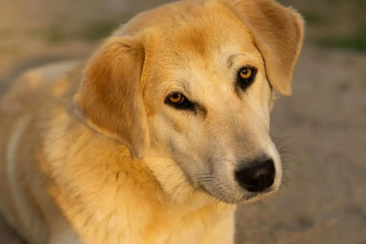 Close-up of a Chinook dog lying on the ground in Nazilli, Turkey. Warm tones emphasize its gentle nature.