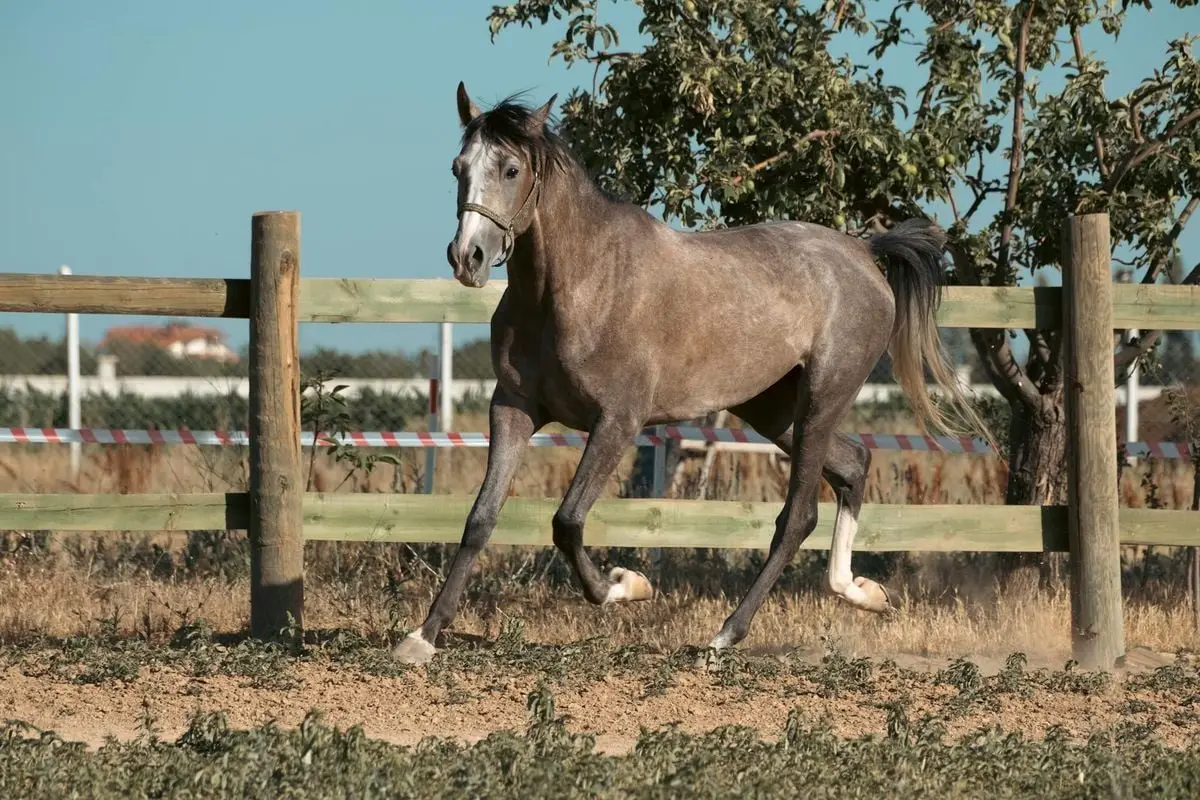A lively horse gallops freely in a sunny field in Konya, Türkiye.