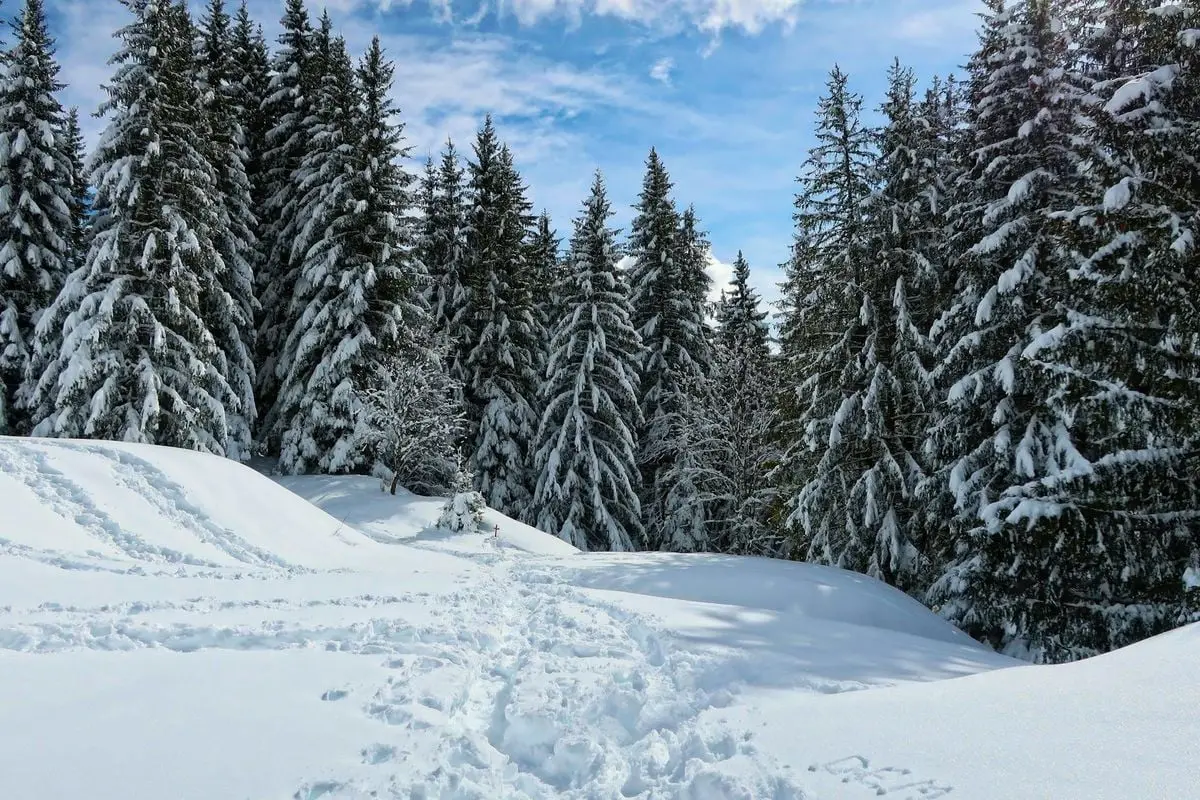 Explore the serene beauty of a snow-covered pine forest in Chamonix, France.