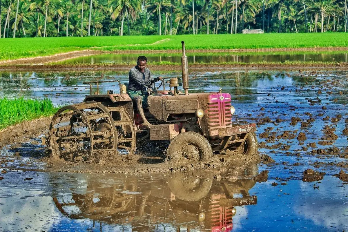 Tractor driven by a farmer in a muddy rice field, preparing for planting season.