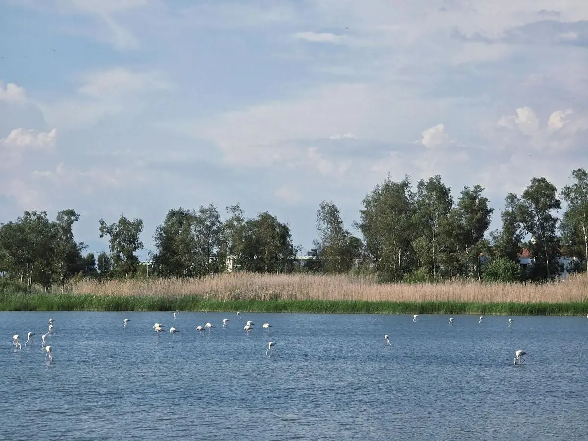 A tranquil view of flamingos wading in a peaceful lake surrounded by trees under a clear sky.