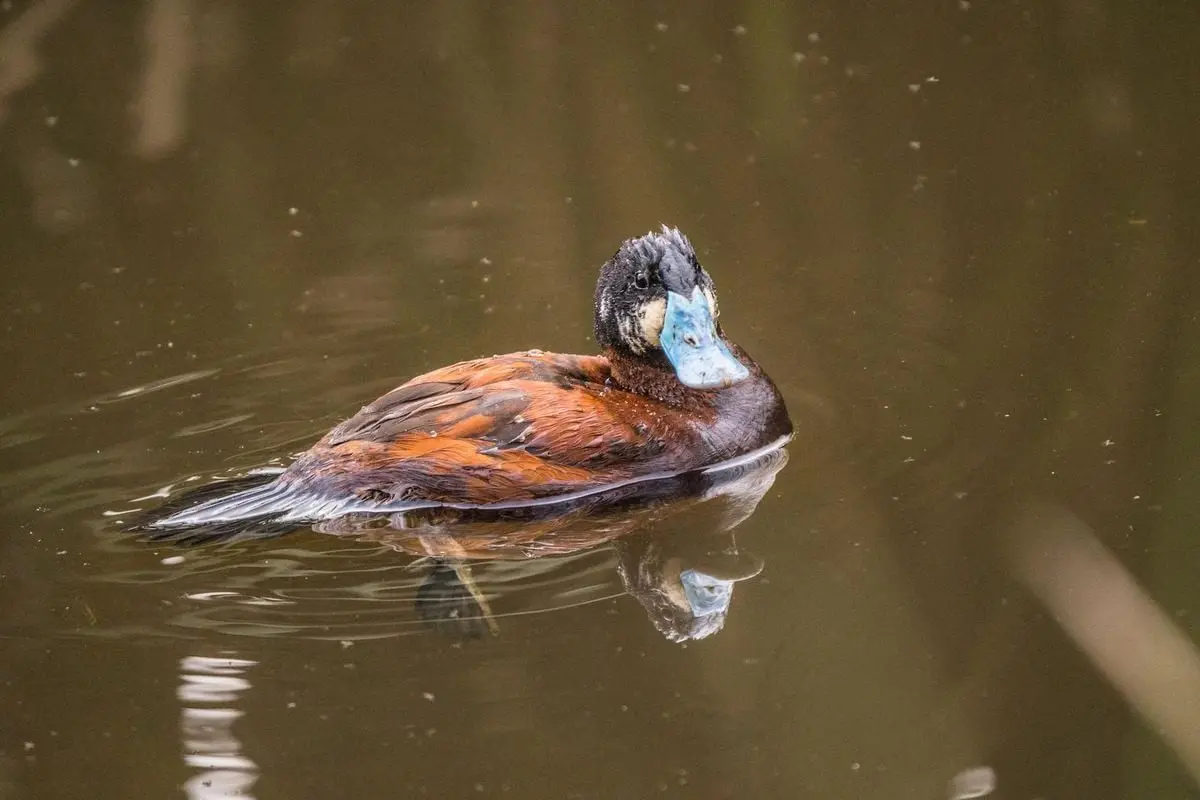 Ruddy duck resting on calm water in a Bogotá lagoon, showcasing vibrant plumage and unique blue bill.