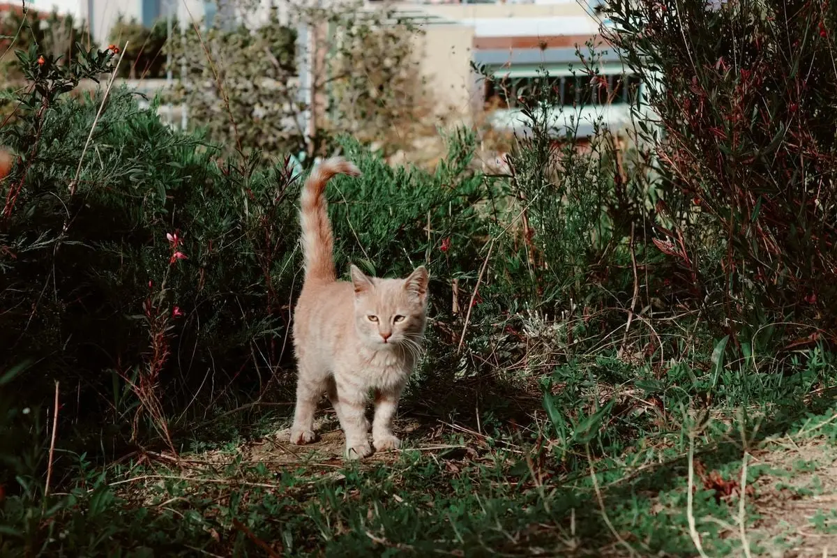 A playful ginger kitten exploring lush greenery in a garden setting in Türkiye.