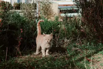 ERMENEK,BAŞYAYLA, SARIVELİLER, YEMEK KÜLTÜRÜ