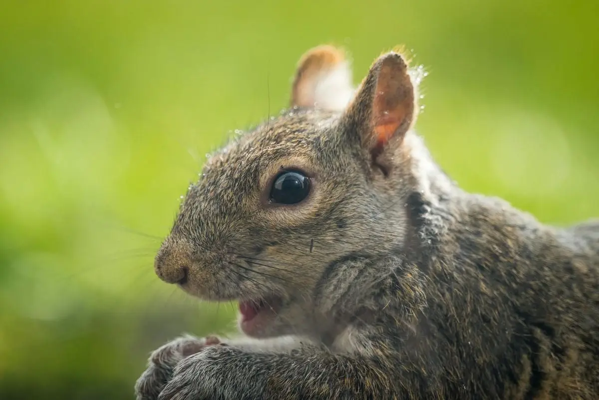 A detailed close-up shot of a gray squirrel in natural light.