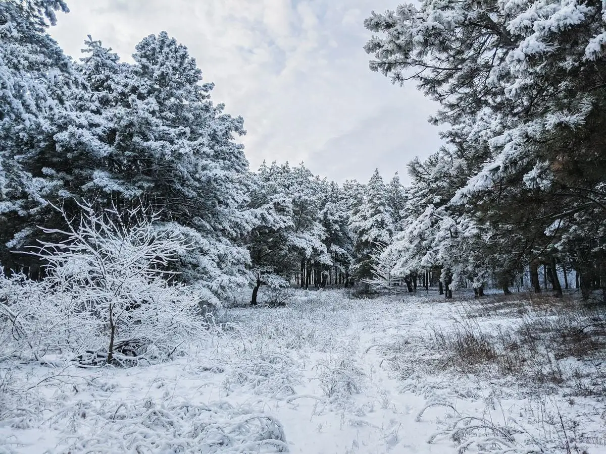 A picturesque winter scene of snow-covered trees in a tranquil Ukrainian forest.