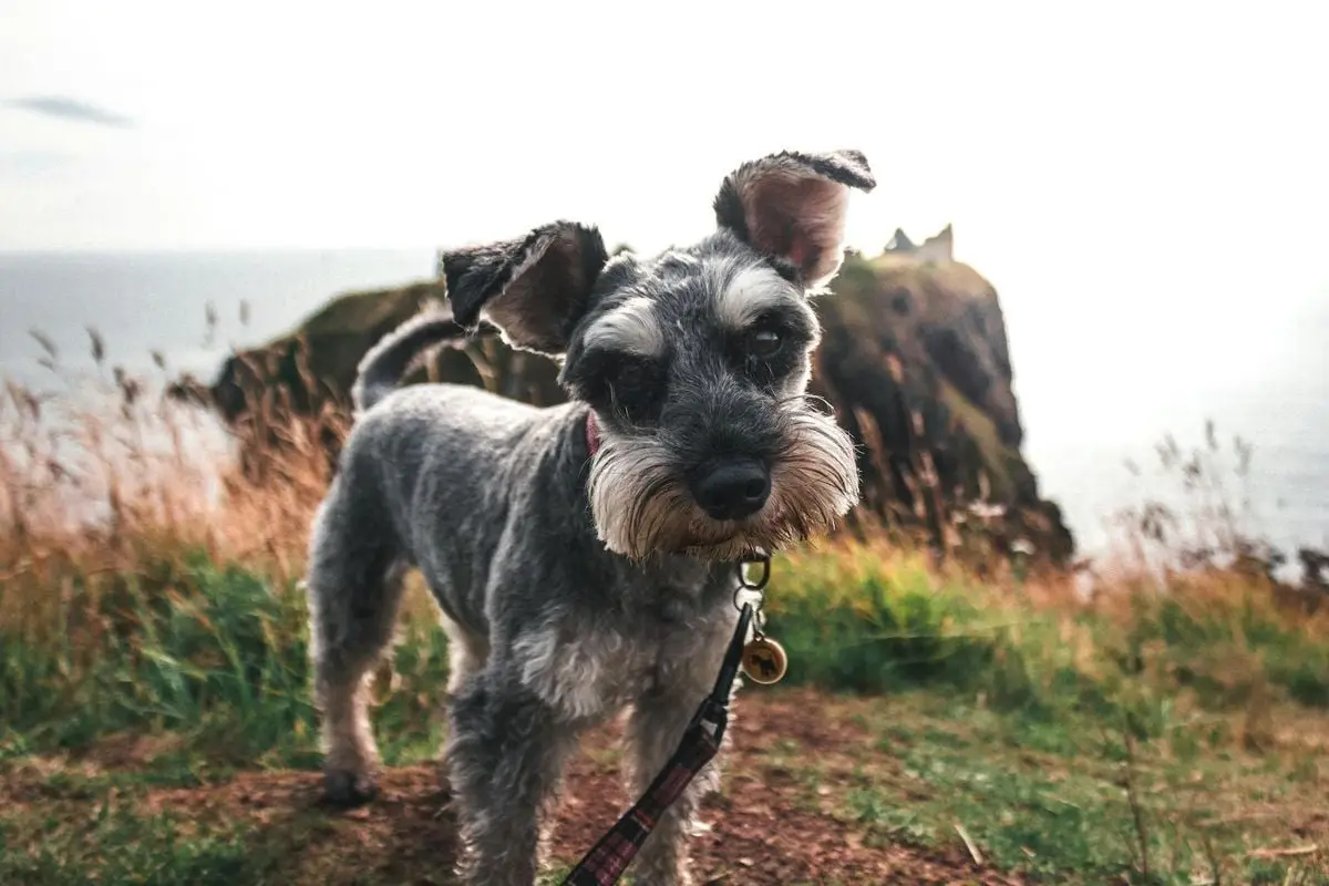 Adorable miniature schnauzer exploring a scenic coastal cliff in Scotland.