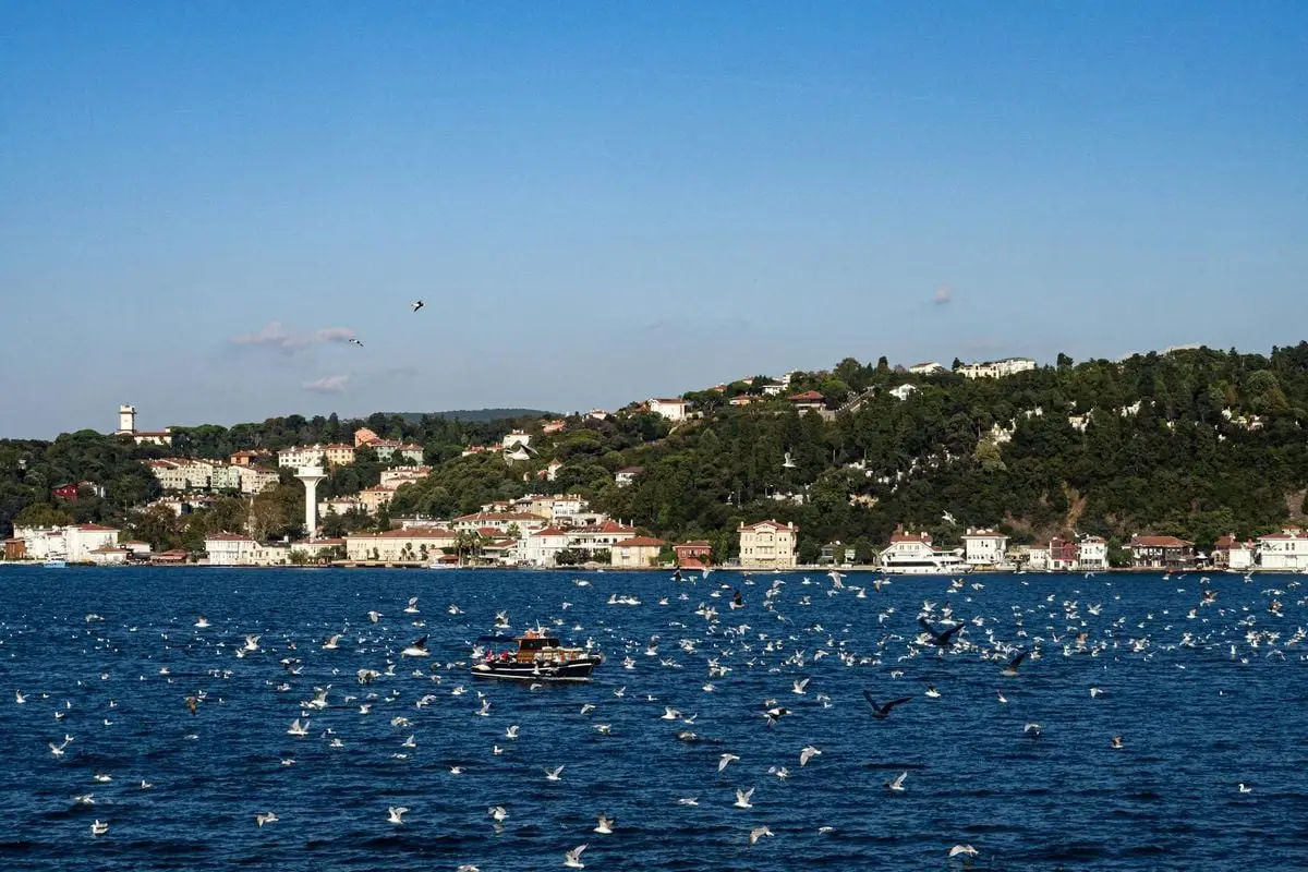 A flock of seagulls flying over a sea in front of a picturesque European coastal town.