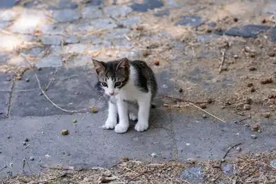 Ermenek Güreş Takımının Başarısı