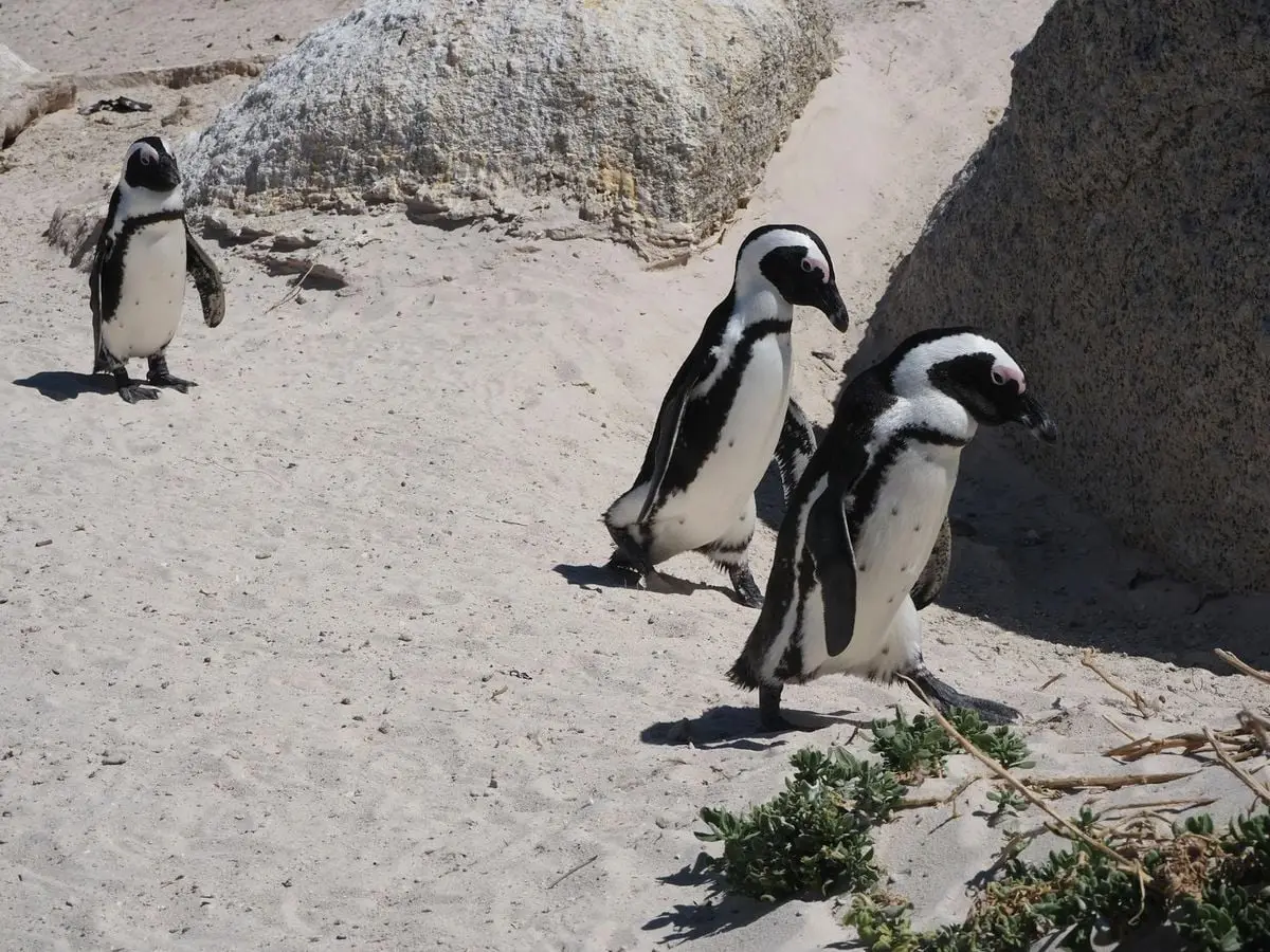 Three African penguins walking on the sandy shores of Boulders Beach, Cape Town.