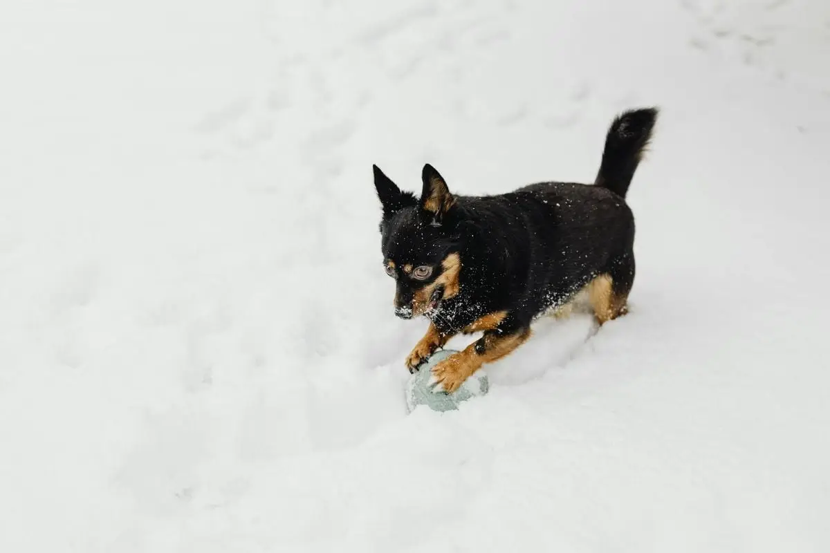 Cute black and tan dog playing with a ball in the white snow during winter.