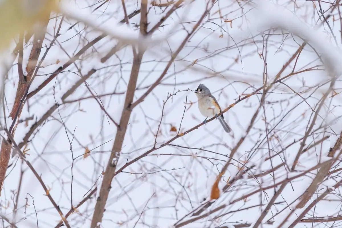 A tufted titmouse perched on winter branches in snowy Pennsylvania.