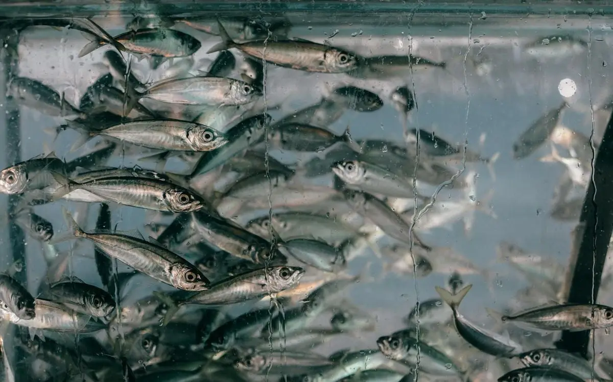 Closeup of plenty of small fish swimming together in clean glass transparent aquarium