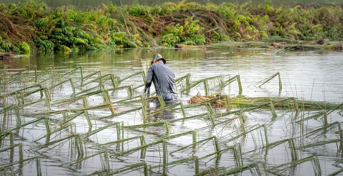 A farmer works in a waterlogged field, harvesting green crops amidst a natural setting.