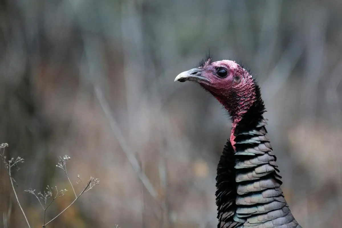 Close-up photo of a bronze turkey in its natural environment, showcasing detailed plumage and vibrant colors.
