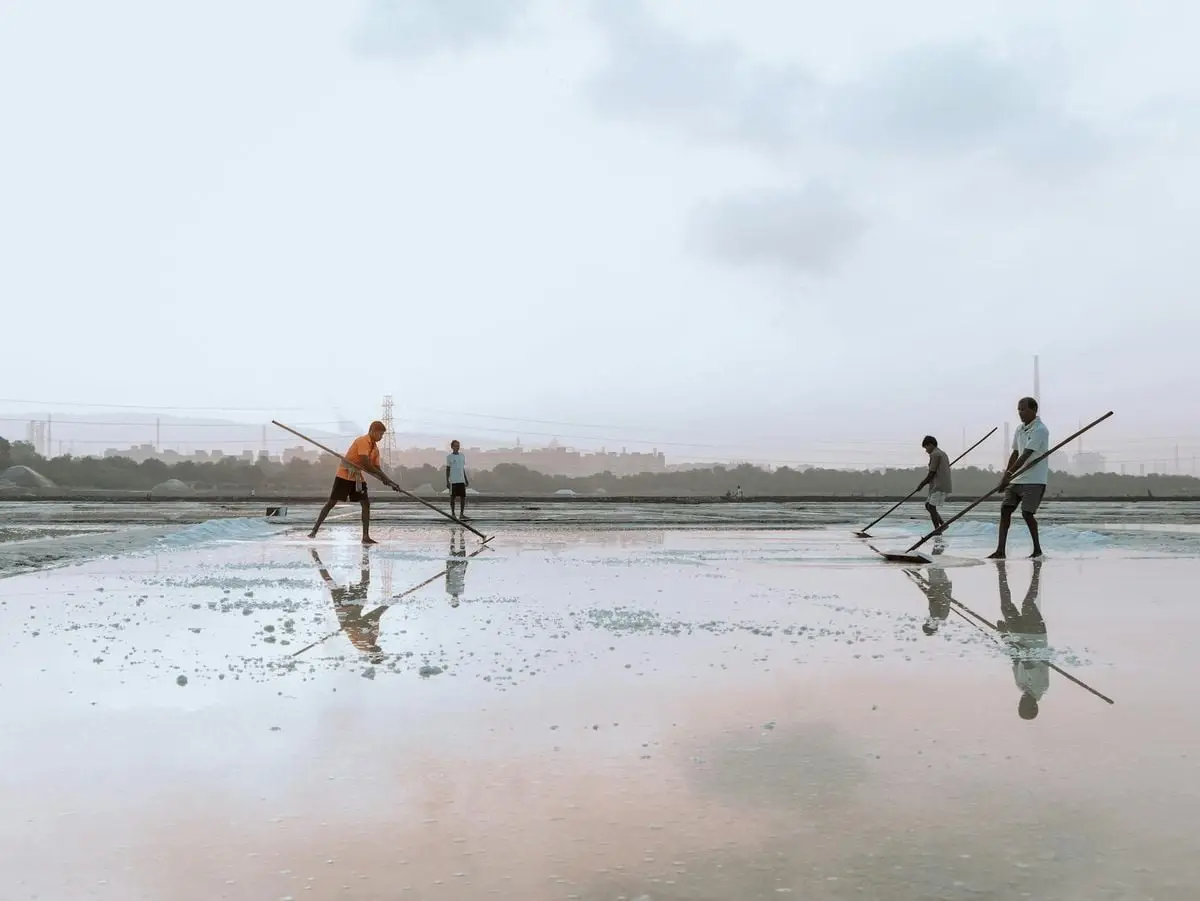 Four people harvesting salt with poles on reflective water surface outdoors.