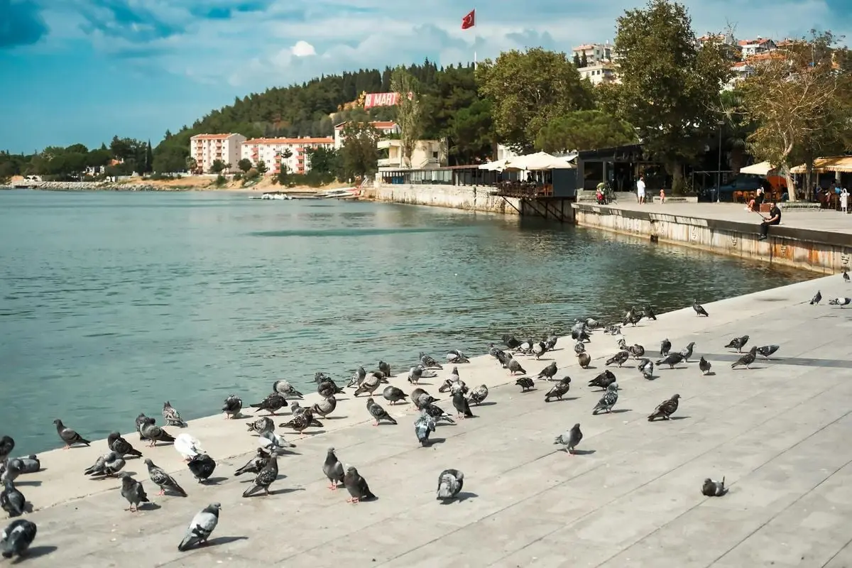 A lively scene of pigeons by the Çanakkale seashore, captured on a sunny day.