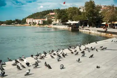 Ermenek'te nesli tükenmekte olan kuşun ölüsü bulundu