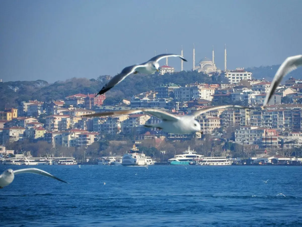 Seagulls flying over the Bosphorus with Istanbul's Camlica Mosque in the background.