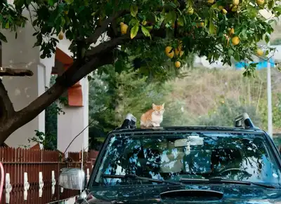 Ermenek Ve Köylerinin Seçim Sonuçları