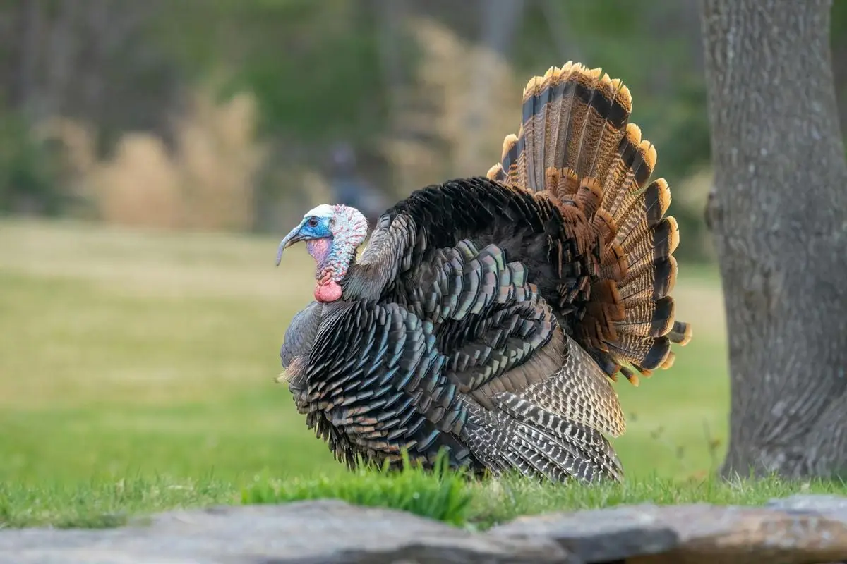 Close-up of a wild turkey in Southborough, MA, showcasing vibrant feathers in a rural spring setting.