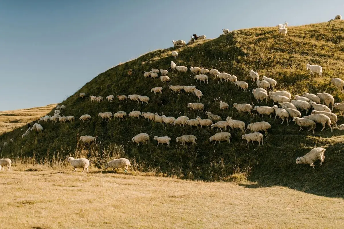 Flock of sheep grazing on a hilly countryside pasture under a clear blue sky.