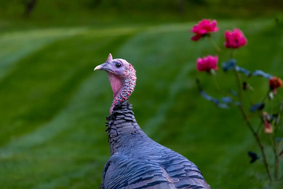 A wild turkey stands gracefully in a garden with roses, showcasing its distinctive plumage.