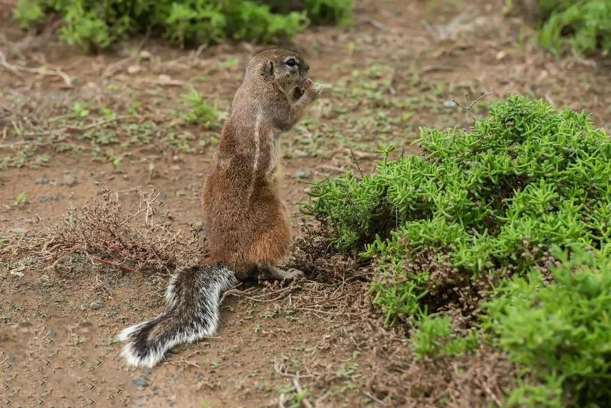 Close-up of an African ground squirrel eating in the wild, showcasing natural wildlife behavior.