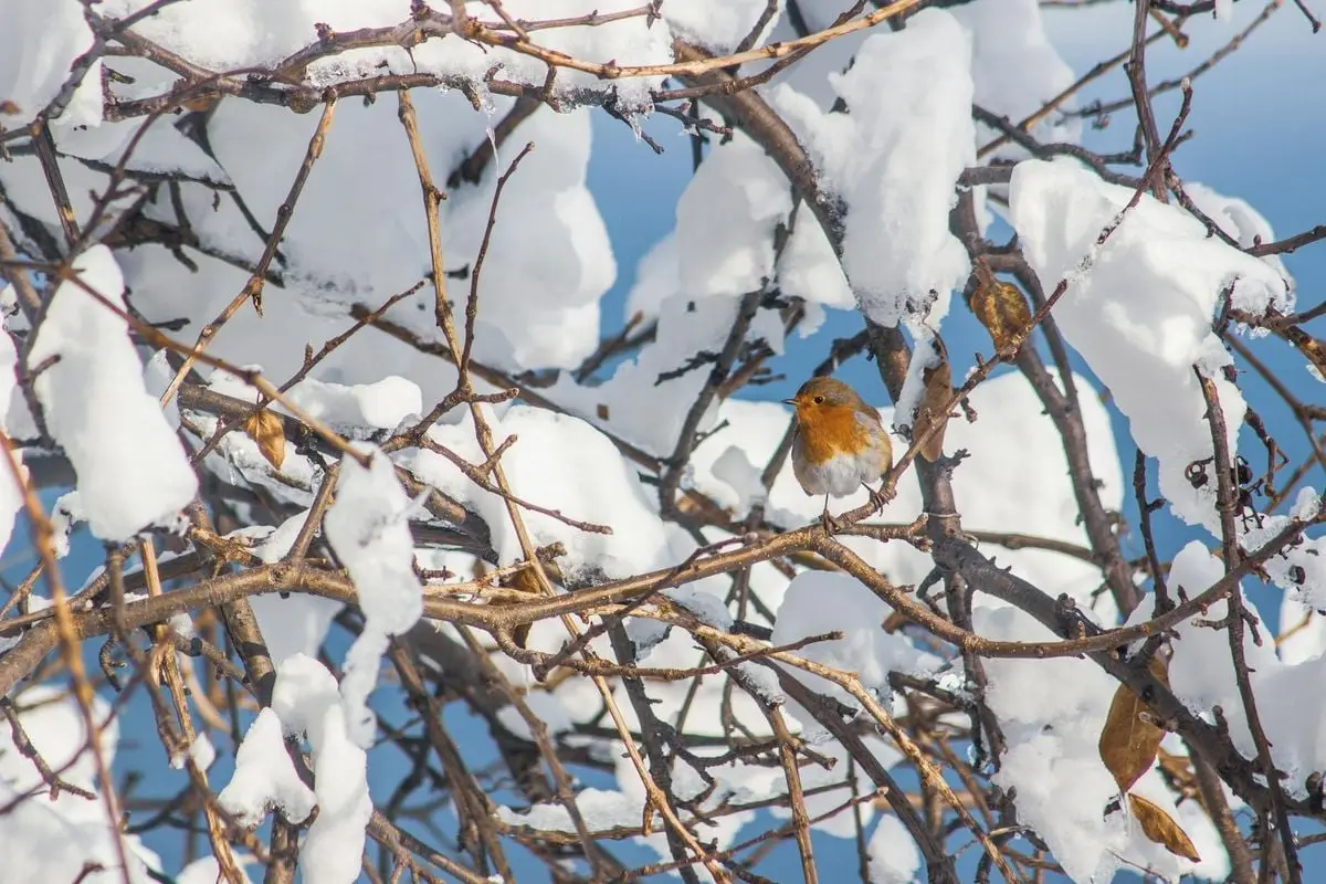 A robin perches on snow-laden branches during a crisp winter day.