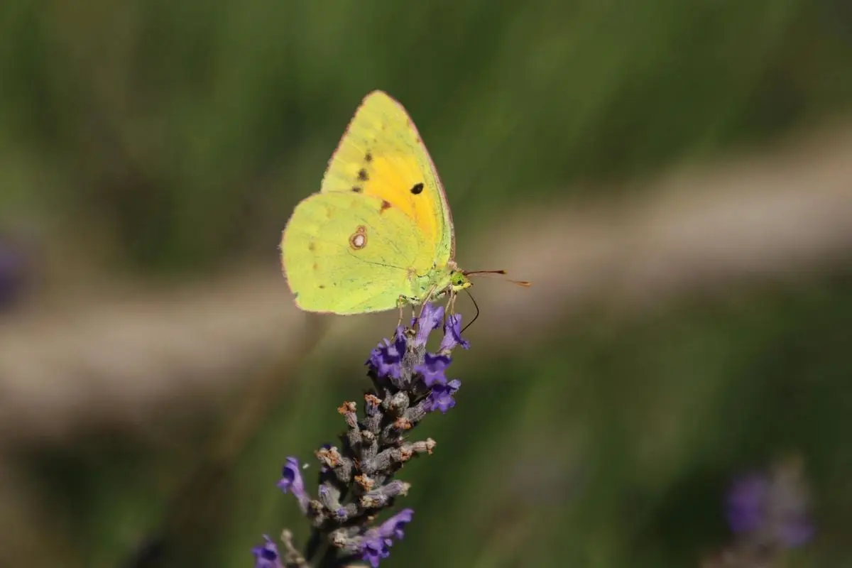 A vibrant yellow butterfly perched delicately on purple lavender, captured in Istanbul.