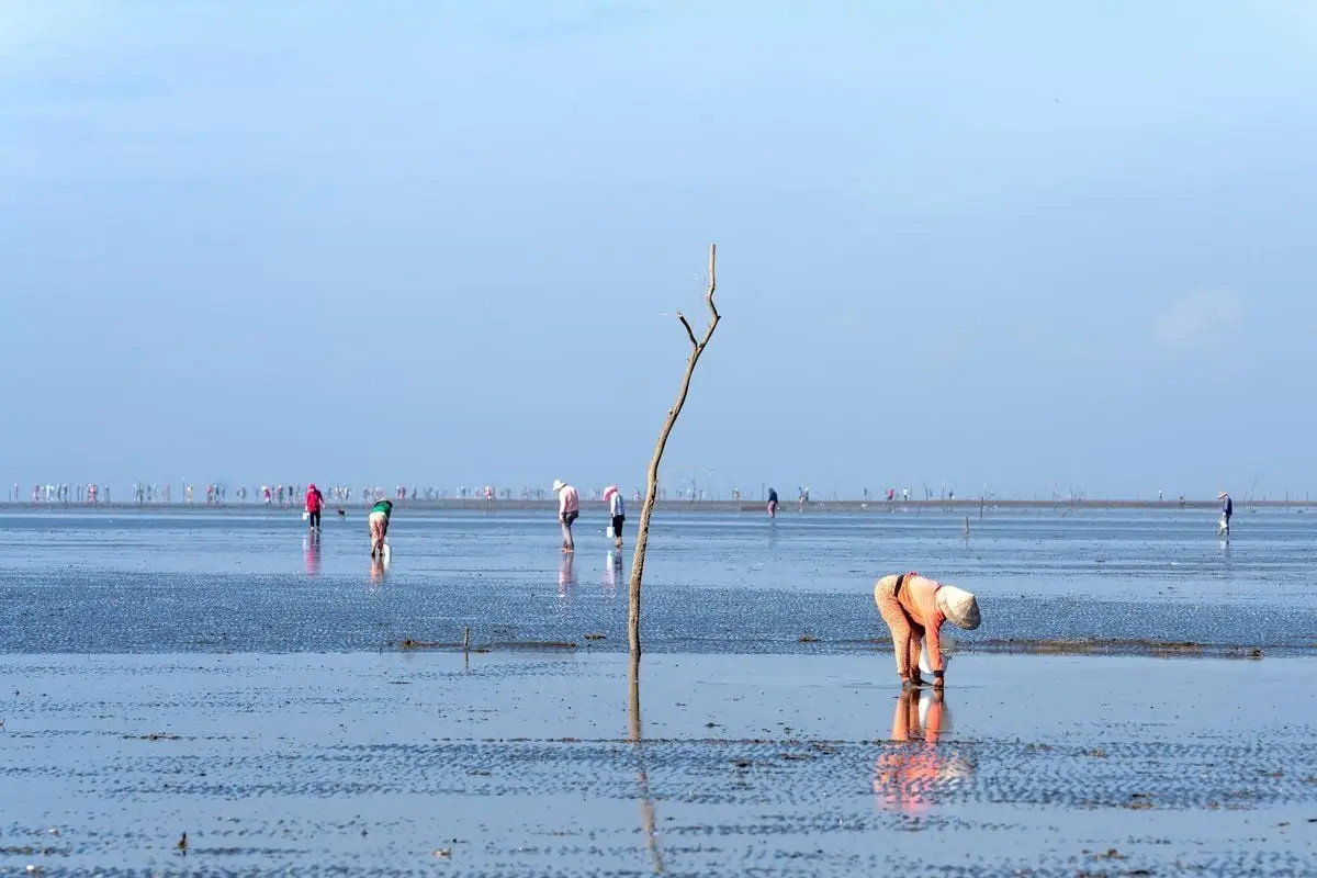A group of people bending to gather sea creatures during low tide on a vast and reflective shoreline.