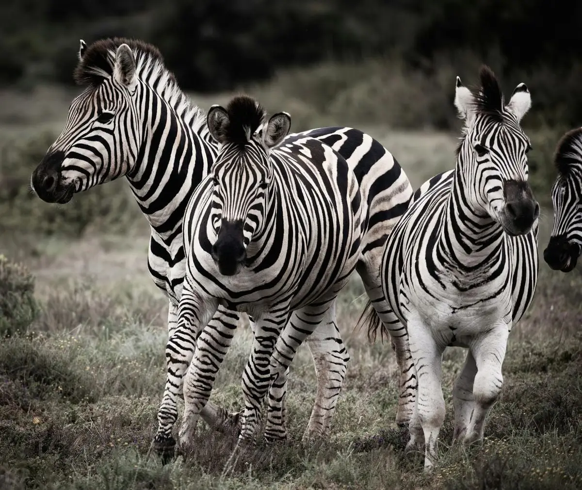 Three zebras walking in natural habitat on a grassland, showcasing wildlife beauty.