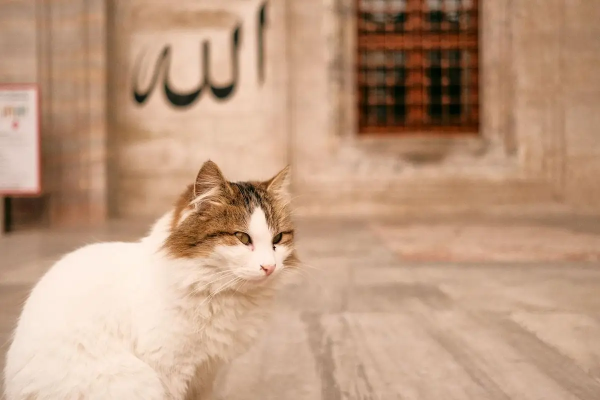 A calm cat sits peacefully in the courtyard of a historical mosque in Istanbul, Türkiye.