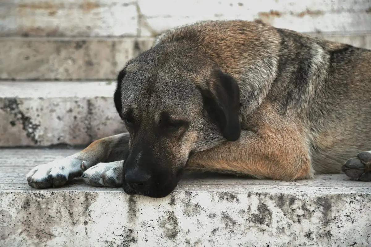 A tired Anatolian Shepherd dog rests on marble steps, capturing a serene outdoor scene.