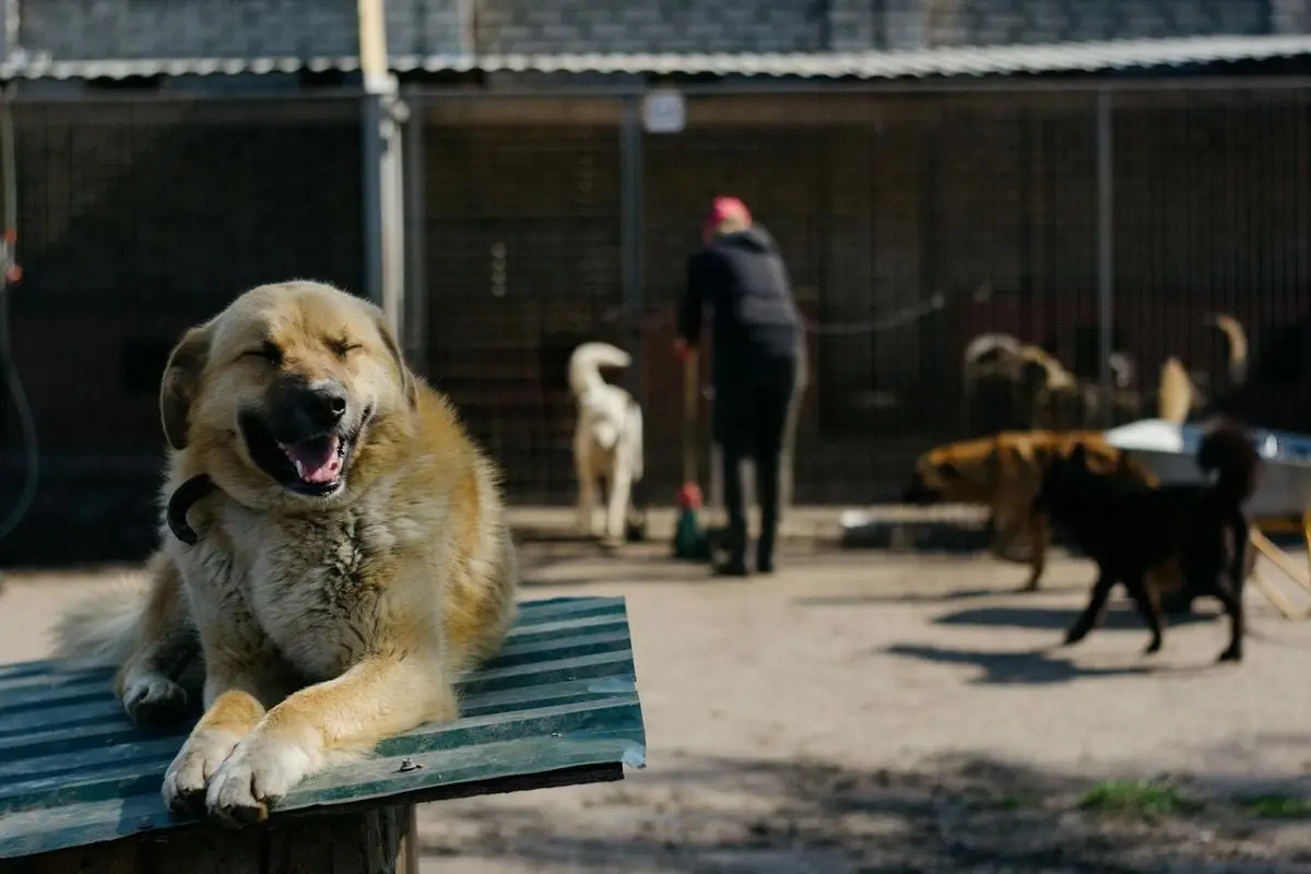 Adorable Anatolian shepherd dog enjoying a sunny day outdoors at a dog shelter.