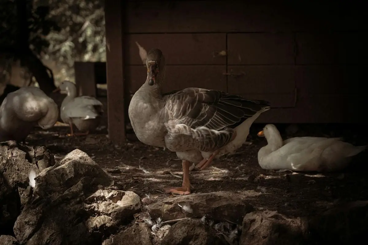 A brown goose and white ducks resting on a rocky ground in Istanbul.