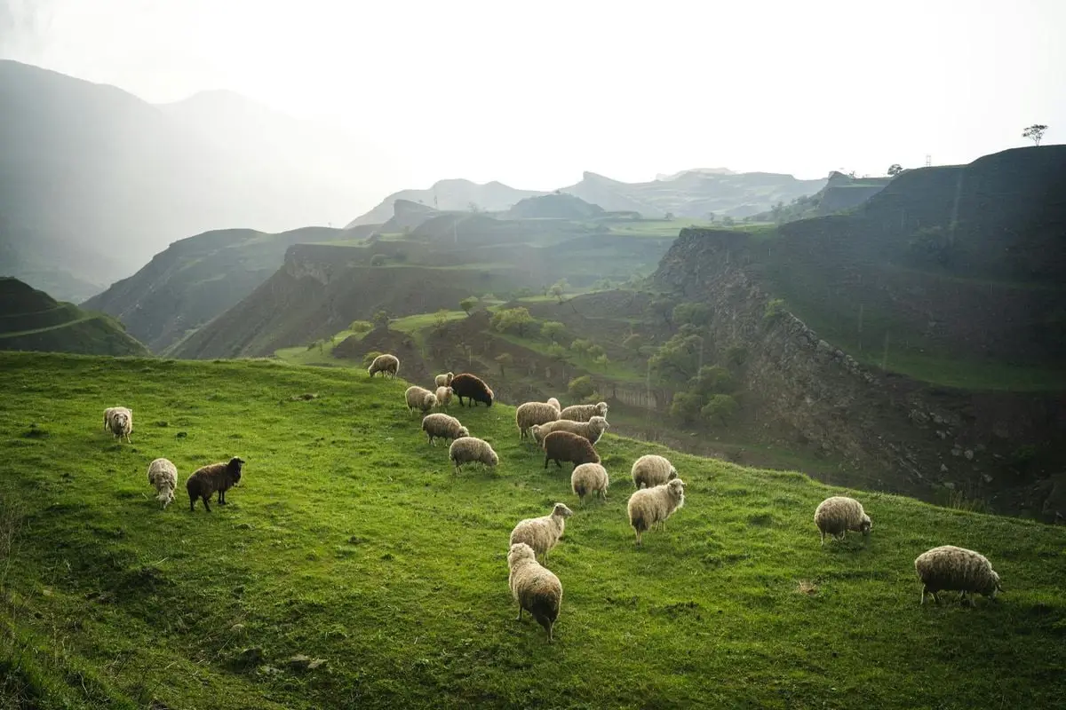 A herd of sheep grazing in a lush, misty mountain pasture during the day.