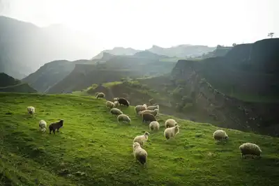Güneyyurt'da Bir Vatandaşın Koyunları Çalındı