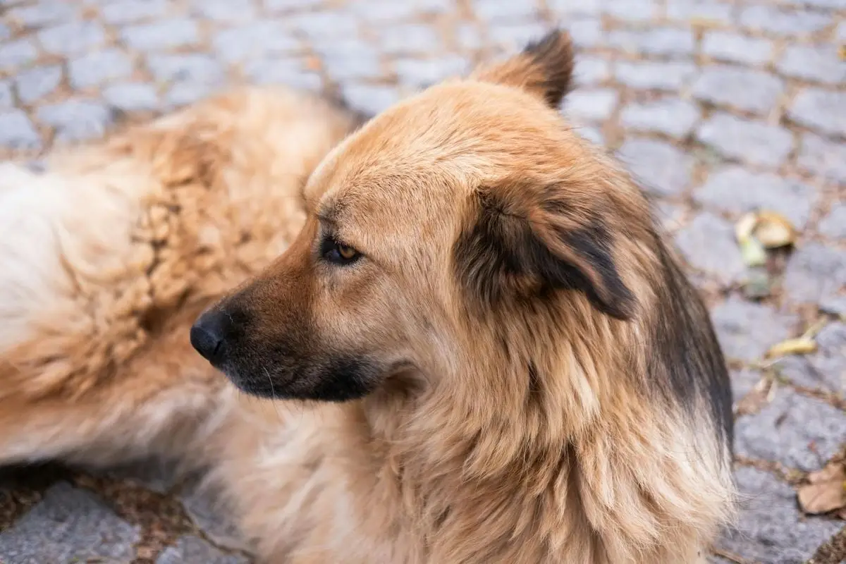 A fluffy stray dog laying on a cobblestone path in İzmir, Türkiye, showing a calm and relaxed demeanor.