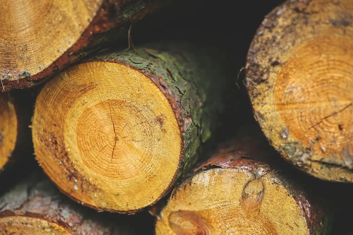Detailed view of stacked timber logs with visible growth rings and bark.
