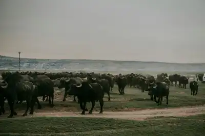 Hemşehrimiz Hayati Etçi'den örnek davranış!