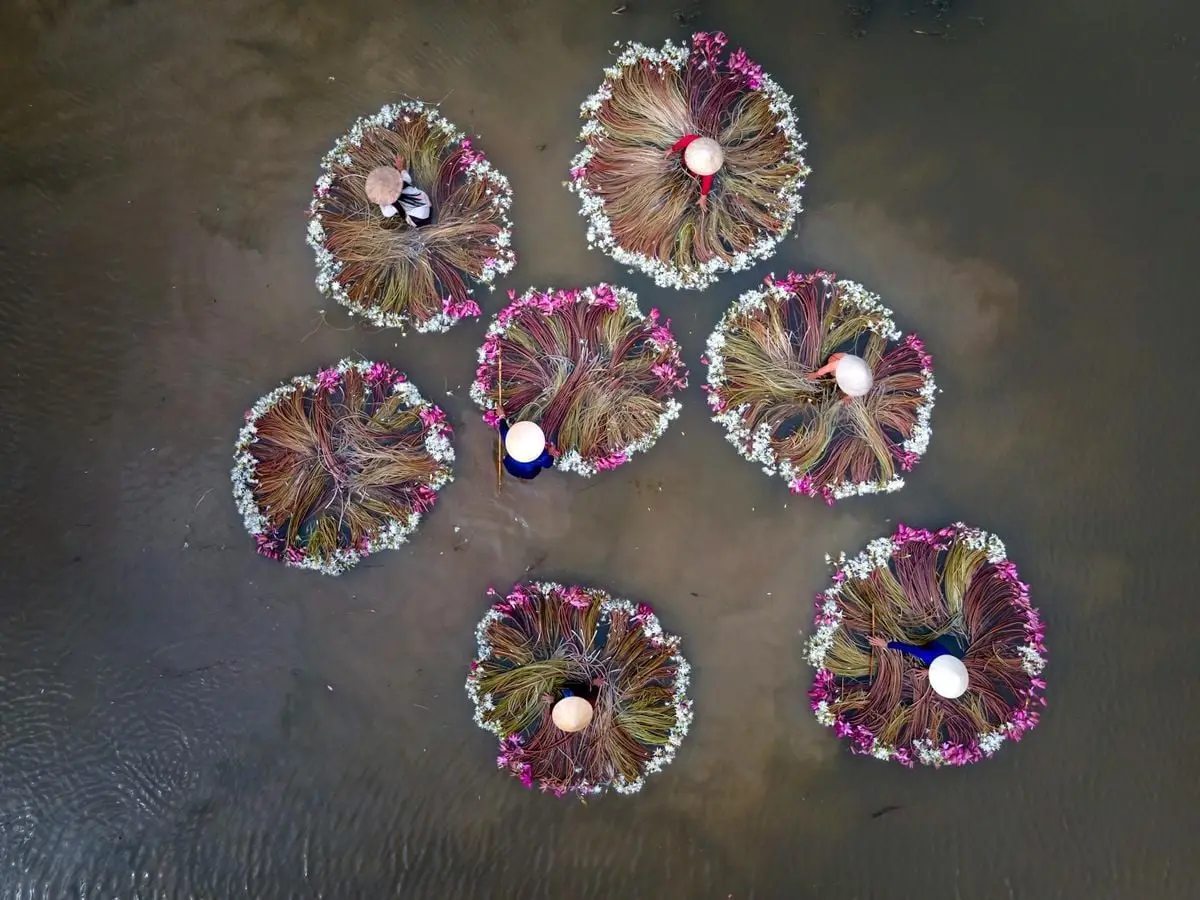 Stunning aerial view of people in conical hats gathering water lilies from a river.