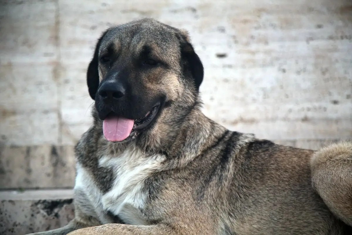 Kangal dog lying down outdoors with tongue out, showcasing its strength and calm demeanor.