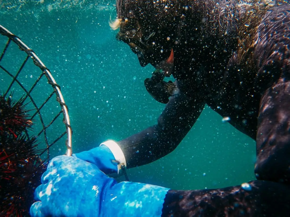 A scuba diver collects sea urchins underwater, showcasing marine manual labor.