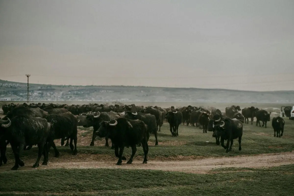 A serene view of a water buffalo herd grazing in the rural outskirts of Kayseri, Türkiye.