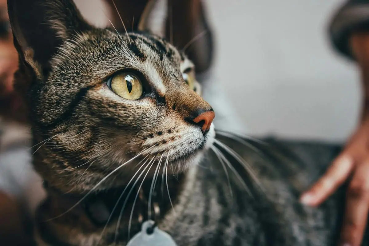 Intimate close-up of a tabby cat with striking yellow eyes and whiskers.