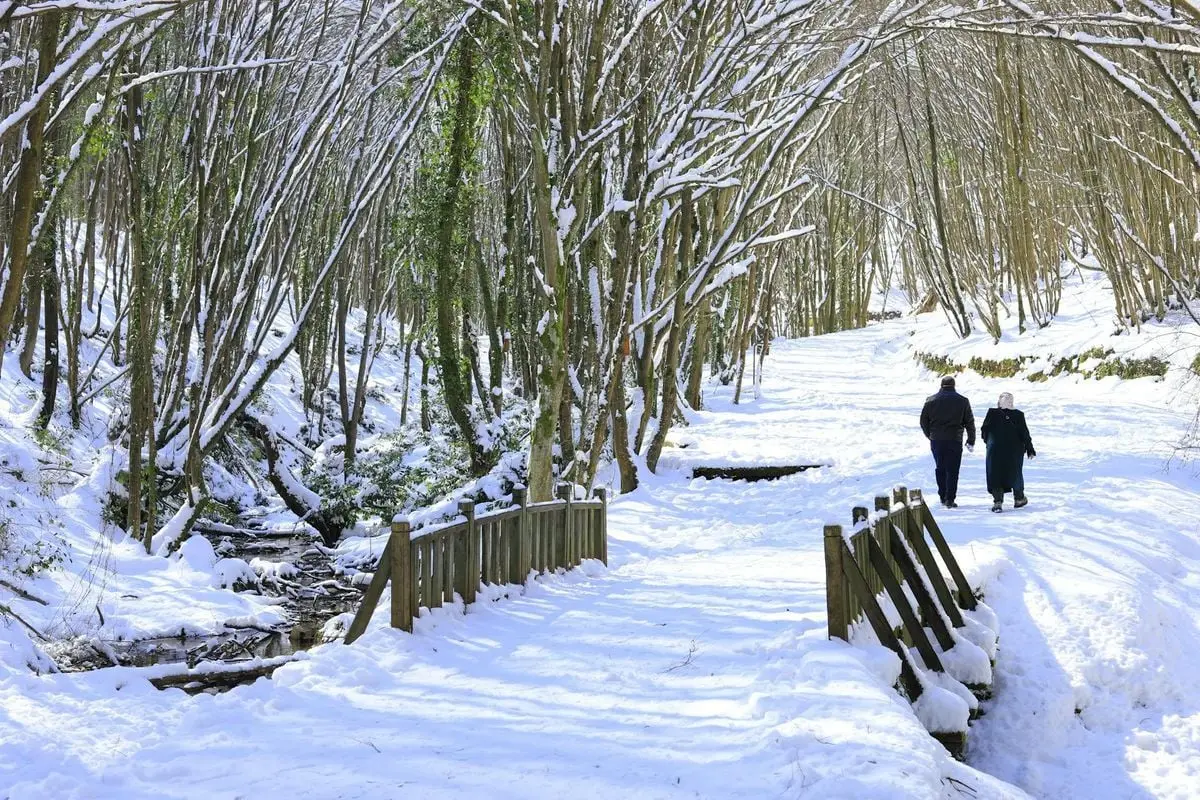 Two people enjoy a peaceful walk through a snow-covered forest on a sunny winter day.