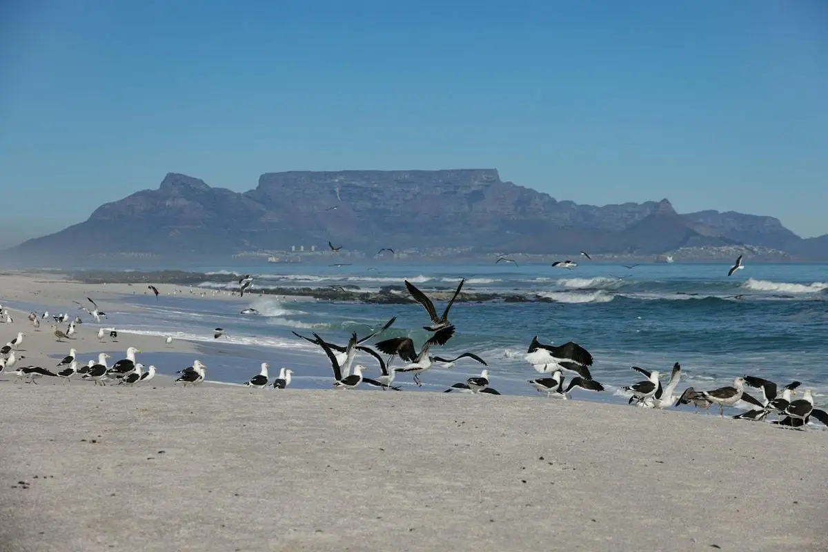 Scenic view of seagulls on a sandy beach with Table Mountain in the background in South Africa.