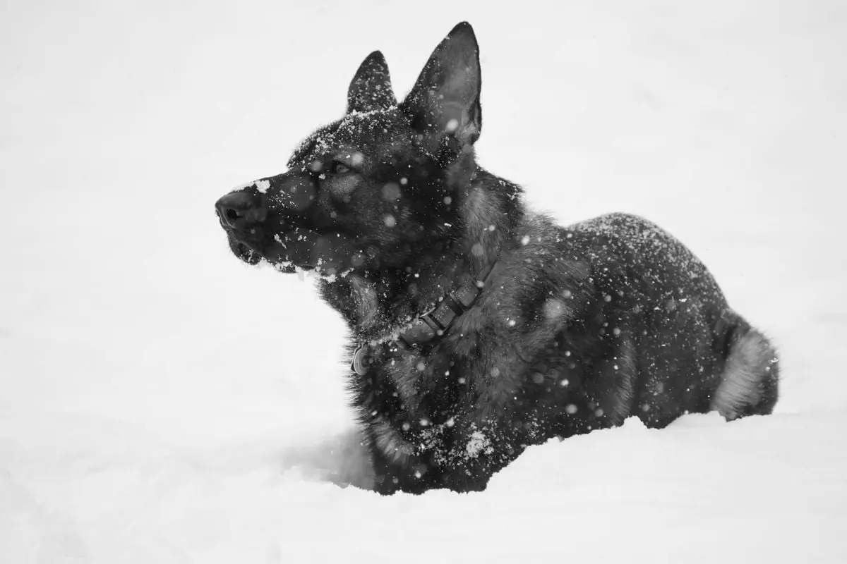 German Shepherd dog lying in snowy Chicago landscape during winter, captured in black and white.